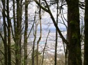 4.1.06 Dogwood & Alder Trail in Forest Park 030 